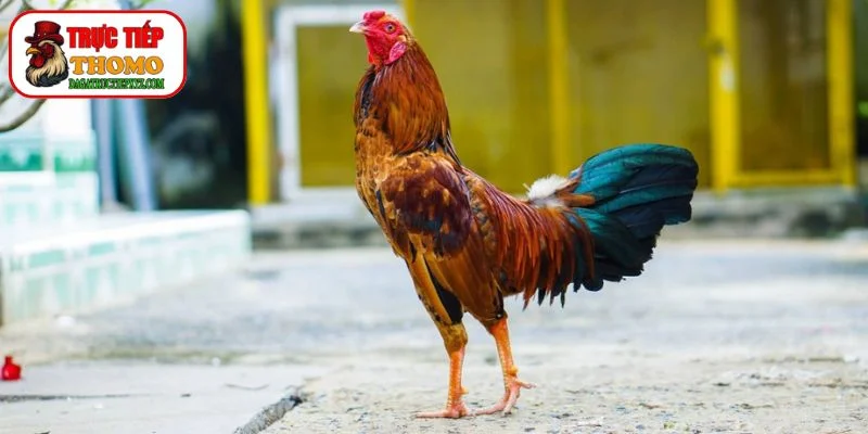 Cách Nuôi Gà Đá Bo Lớn: Bí Quyết Cho "Chiến Kê" Bất Bại 3 Chọn Giống Gà Đá Có Tiềm Năng Bo Lớn
