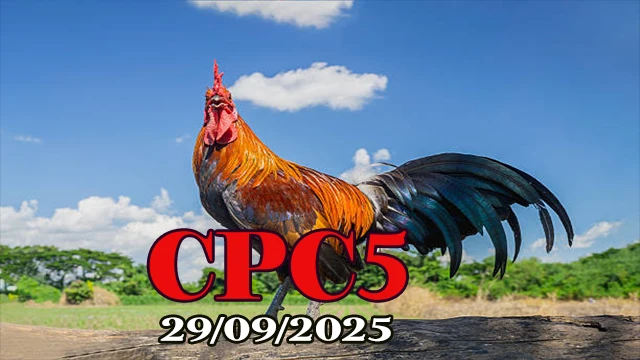 Clip đá gà trực tiếp C5 mới nhất ngày 29/09/2025