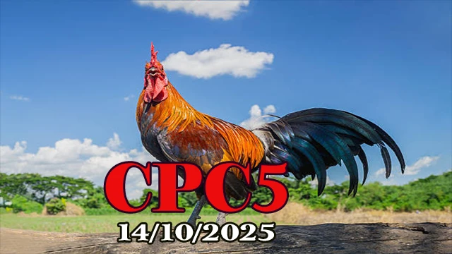Xem clip đá gà trực tiếp C5 Thomo hôm nay 14/10/2025