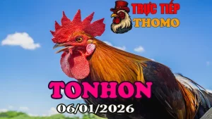 Xem Trực Tiếp Đá Gà Tonhon Hôm Nay 06012026
