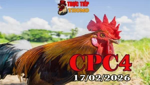 Clip đá gà trực tiếp CPC4 ngày 17022026 mới nhất hôm nay