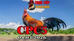 Tổng hợp video đá gà trực tiếp CPC5 04032026 mới nhất