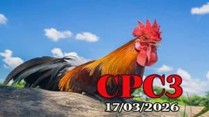 Trực tiếp clip đá gà CPC3 hôm nay 17032026 – Video HD