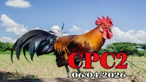 Xem Full Clip Đá Gà Thomo CPC2 Ngày 06042026