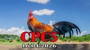 Xem clip đá gà trực tiếp Thomo CPC5 ngày 16042026
