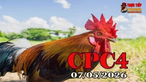 Xem clip đá gà thomo CPC4 hôm nay 07052026