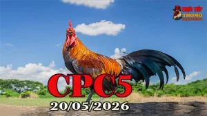 Xem video đá gà thomo CPC5 ngày 20052026