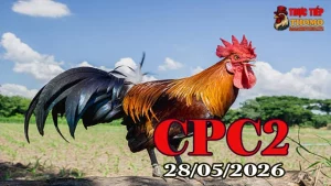 Xem video đá gà trực tiếp CPC2 ngày 28052026 full HD