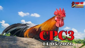 Xem video đá gà trực tiếp CPC3 ngày 14052026